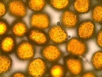 Primaire urediniosporen