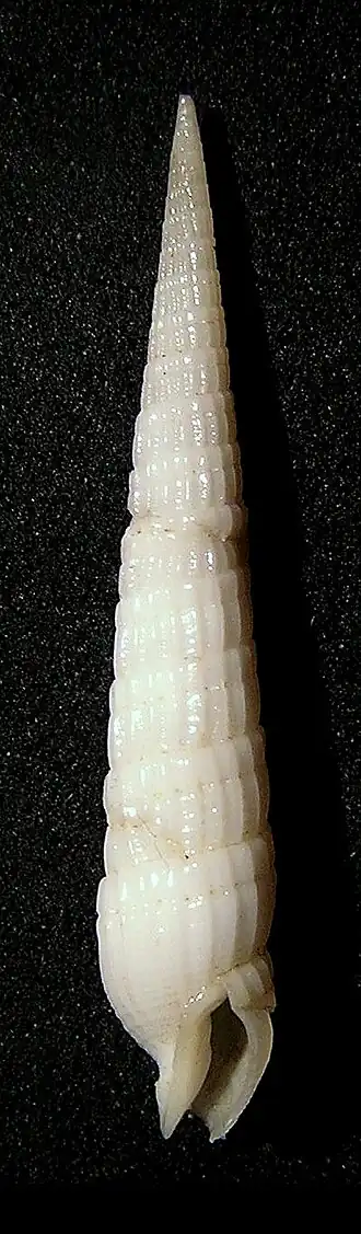 Triplostephanus elliscrossi