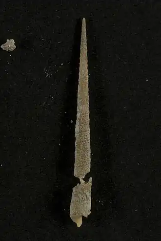 Triplostephanus triseriatus