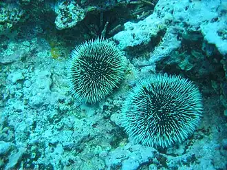 Tripneustes depressus