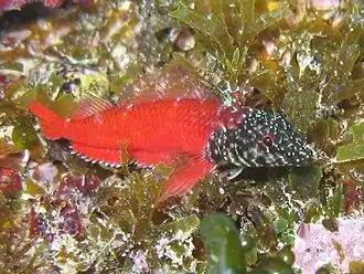 Tripterygion melanurum