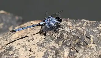 Trithemis donaldsoni