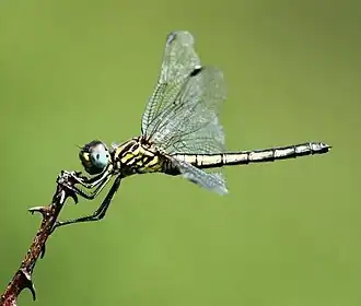 Trithemis dorsalis