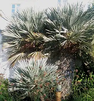 Trithrinax campestris
