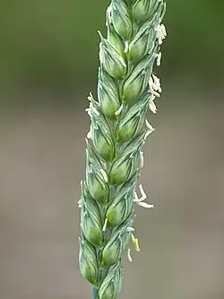 Bloeiende, ongenaalde aar