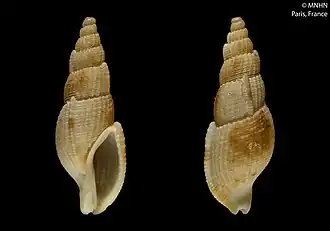 Tritonoharpa beui