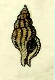 Tritonoturris scalaris