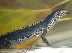 Mannetje in waterfase met helder blauwe kleuren, lichtere, donker gevlekte band onder de flanken en een lage, ongetande en geel met zwart gevlekte staartkam.