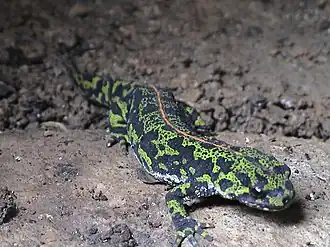 Marmersalamander