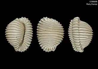 Trivellona conjonctiva