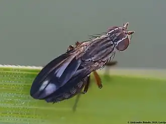 Trixoscelis marginella
