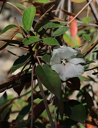 Trochetiopsis ebenus
