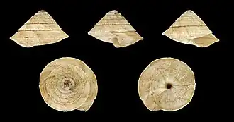 Sierlijke pyramideslak