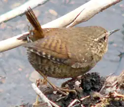 Pacifische winterkoning