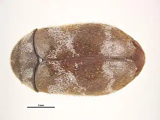 Trogoderma megatomoides
