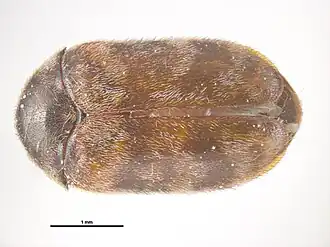 Trogoderma variabile