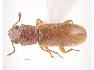 Trogoxylon aequale