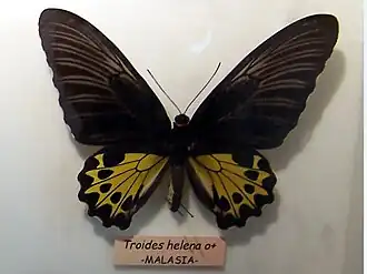 Troides helena