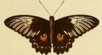 Troides oblongomaculatus