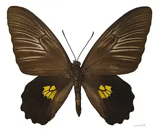 Troides staudingeri