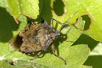 Buikspitsschildwants