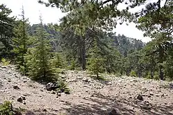 Jonge cyprusceders (C. libani var. brevifolia) op het Troödosgebergte in Cyprus