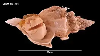 Trophon coulmanensis