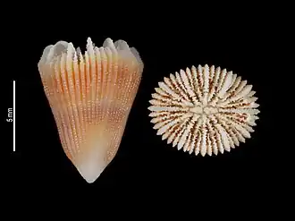 Tropidocyathus labidus