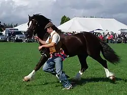 Welsh Cob tijdens een show