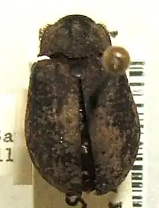 Trox capillaris