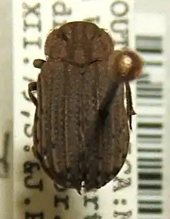 Phoberus rhyparoides