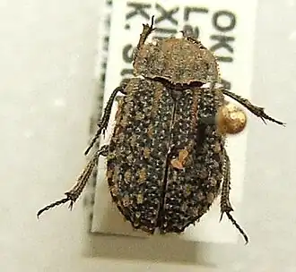 Trox variolatus