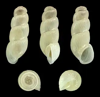 Truncatella caribaeensis