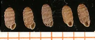 Truncatellina monodon