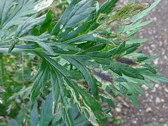 Liriomyza artemisiae