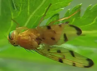 Oranjebruine alsemboorvlieg