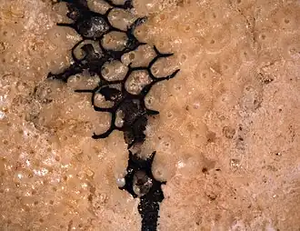 Trypostega claviculata