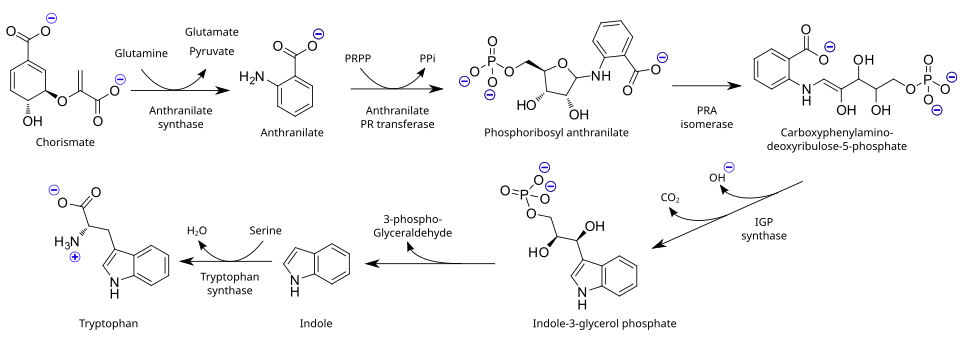 De biosyntheseroute van tryptofaan