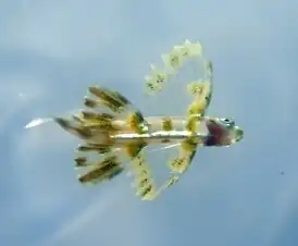 Atlantische viervleugel