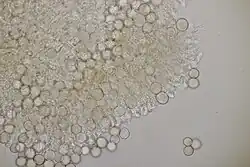 Sporodochium van Tuberculina persicina op Uromyces pisi-sativi op wolfsmelk