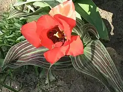 Tulipa greigii