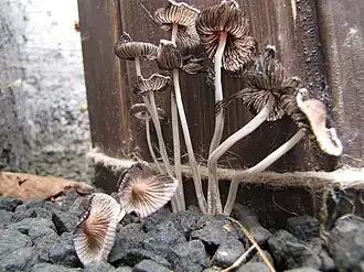 Donkere donsinktzwam