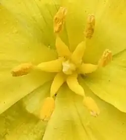 Zeer dikke helmdraden bij de tulp