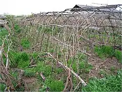 Wijnstoktunnel in Oezbekistan