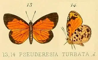 Liptena turbata