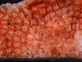 Turbicellepora ampla