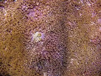 Turbinaria irregularis