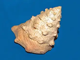 Tectus (Tectus) dentatus
