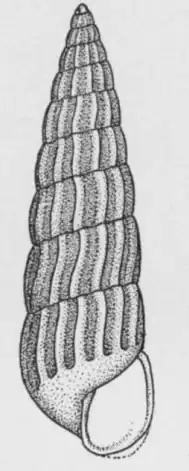Turbonilla abrupta