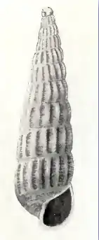 Turbonilla cabrilloi